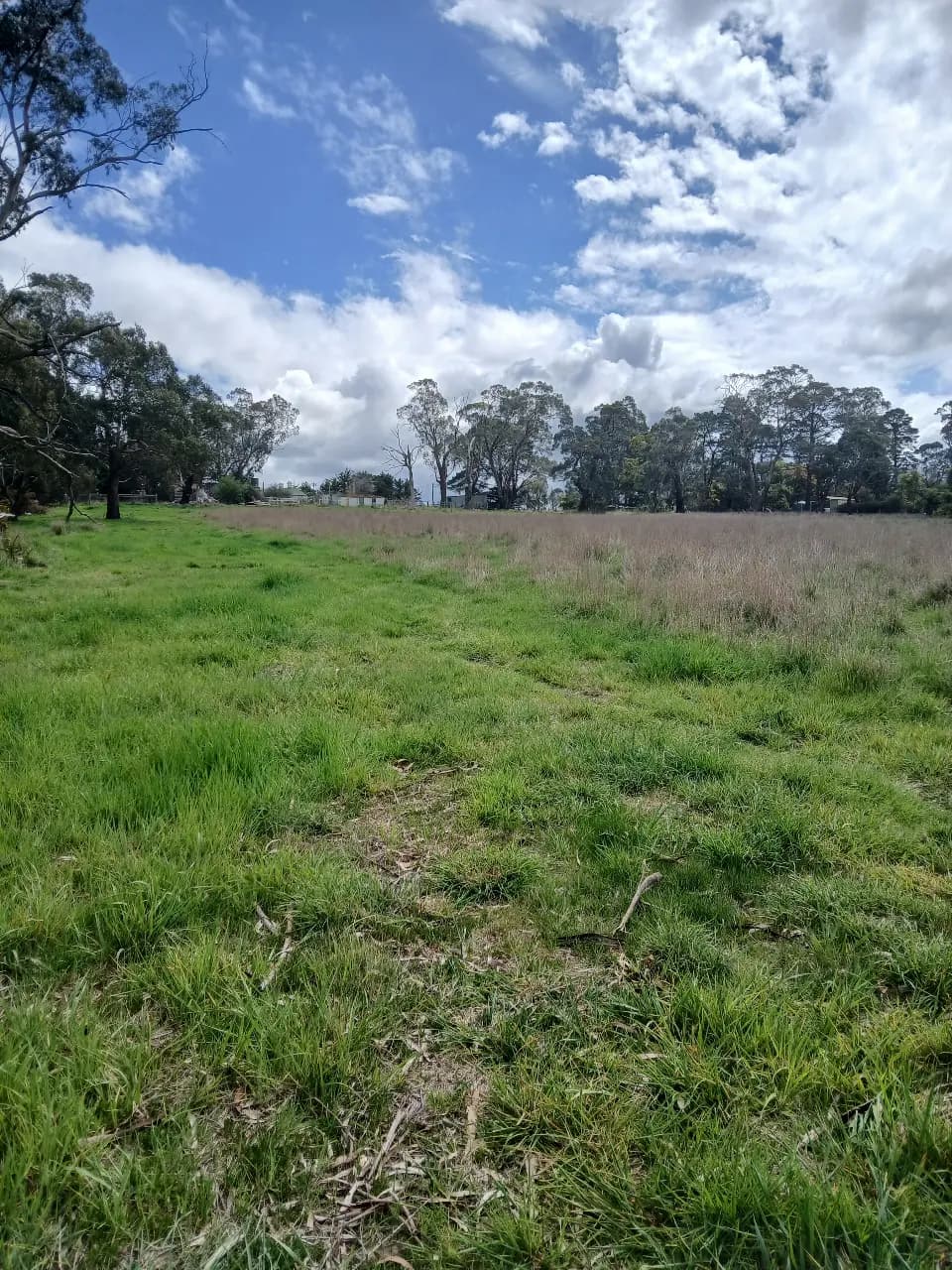 Photo of Agistment horse or cattle.