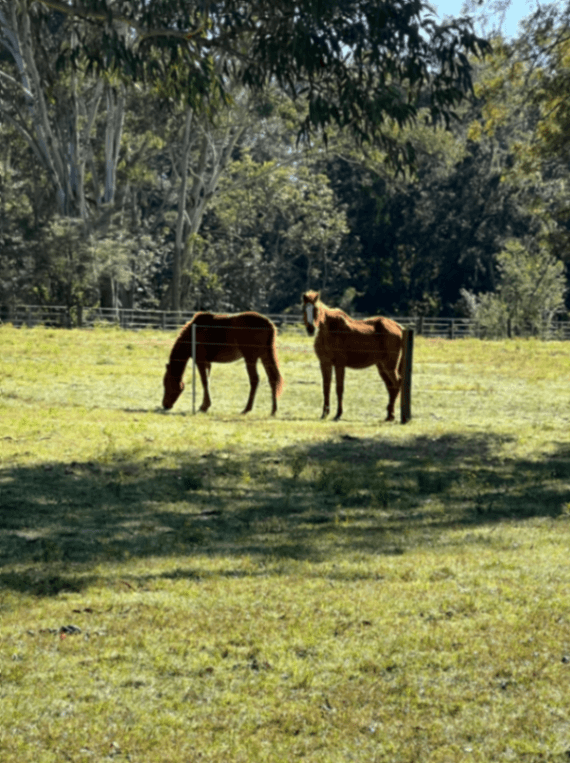 Thumbnail 4 of The Homestead