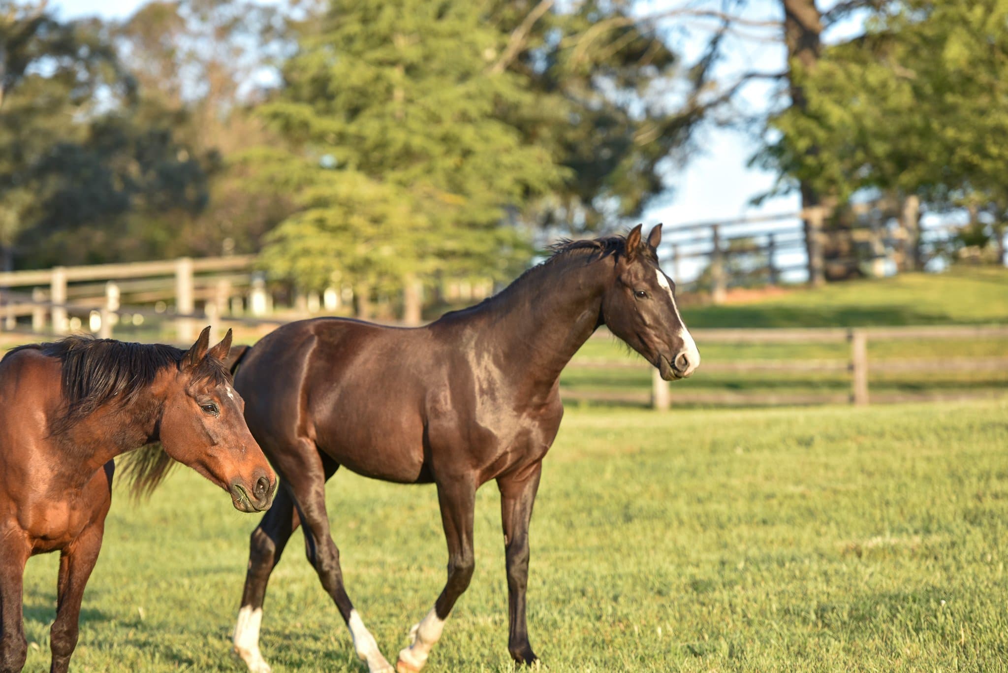 Thumbnail 6 of Kalil Equine Agistment