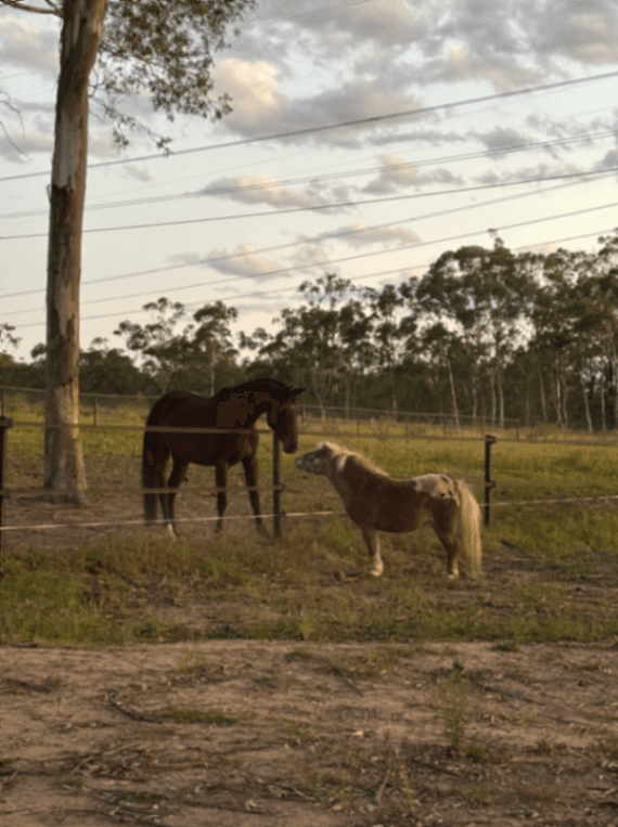Thumbnail 4 of Stable H Equestrian Horse Agistment