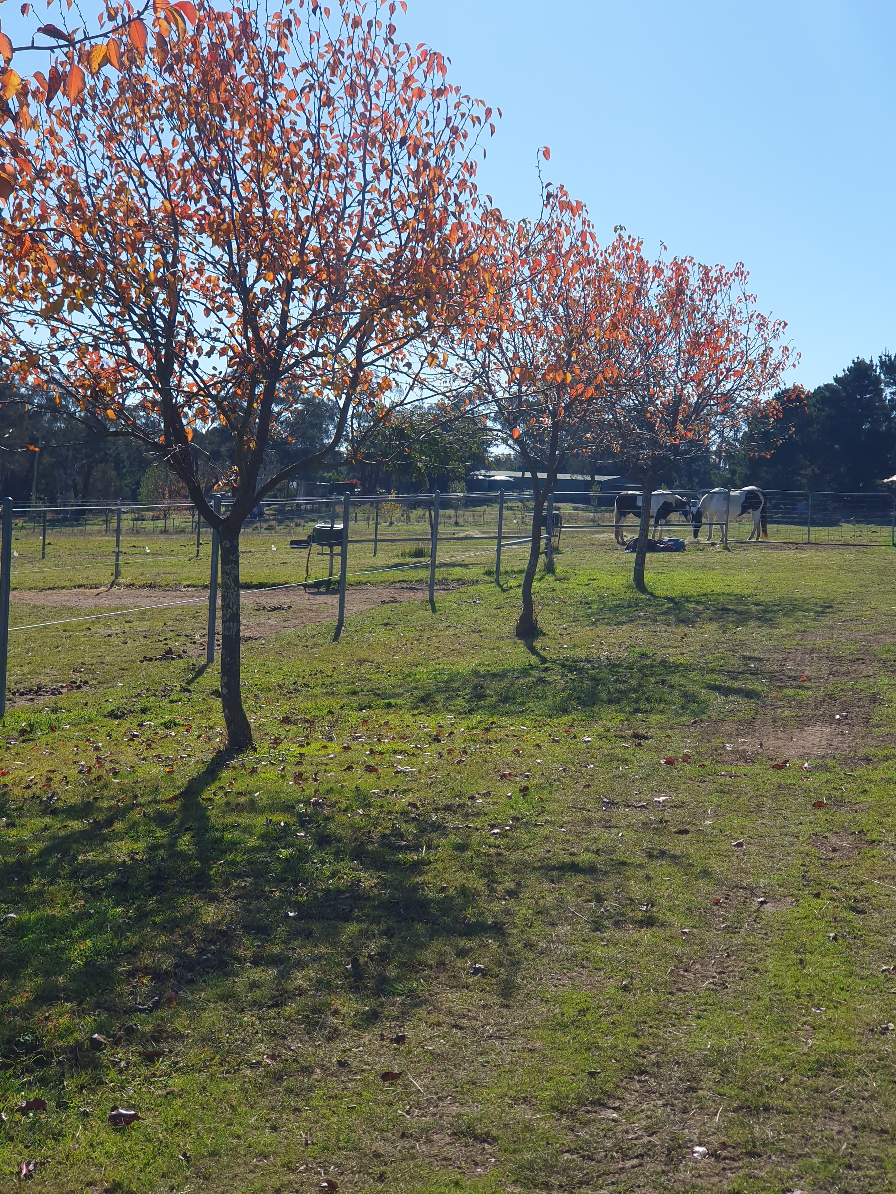 Thumbnail 6 of Blackthorn Park Equestrian