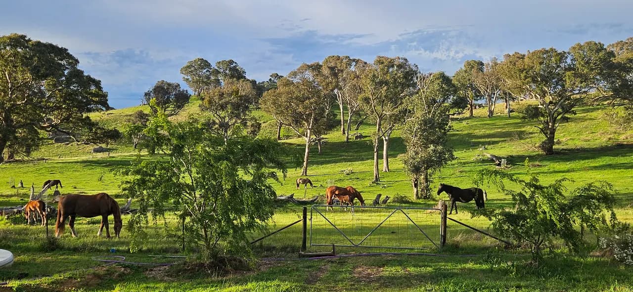 Photo of Black Pearl Horses