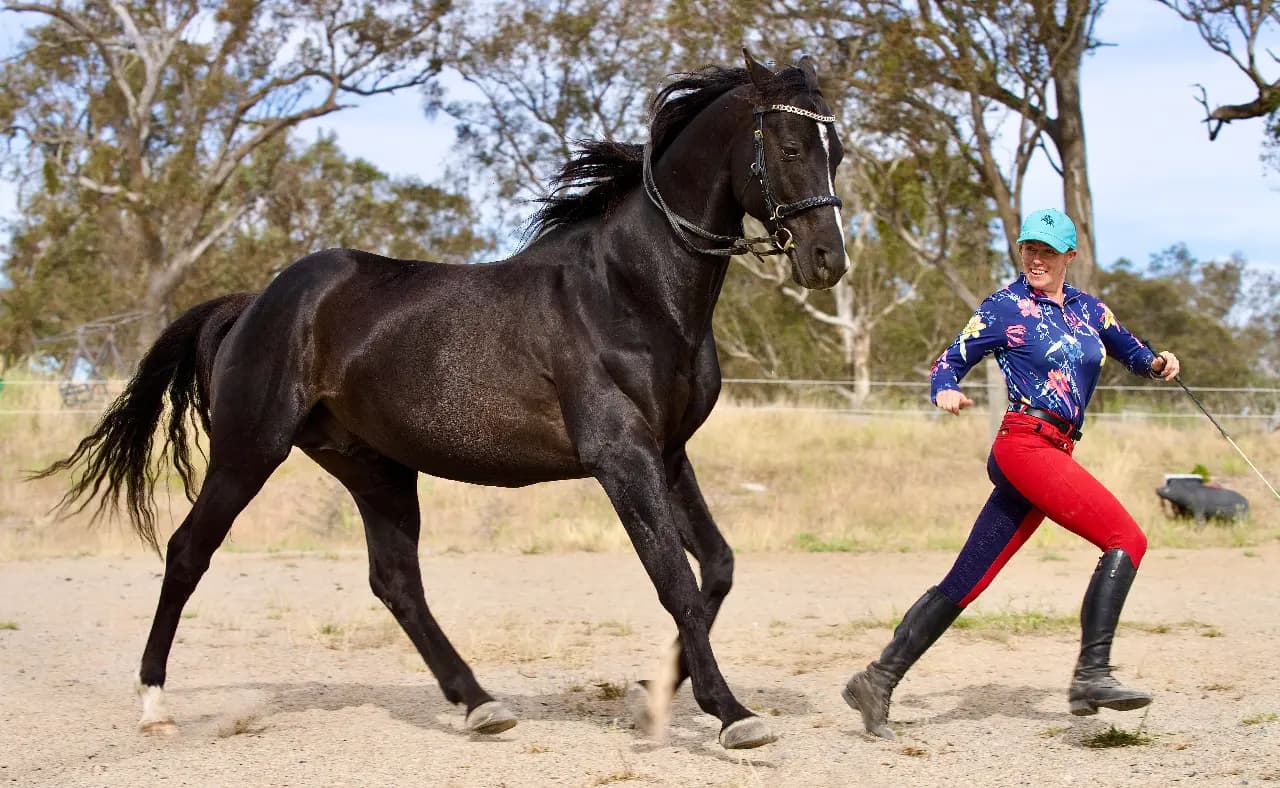 Thumbnail 4 of Black Pearl Horses