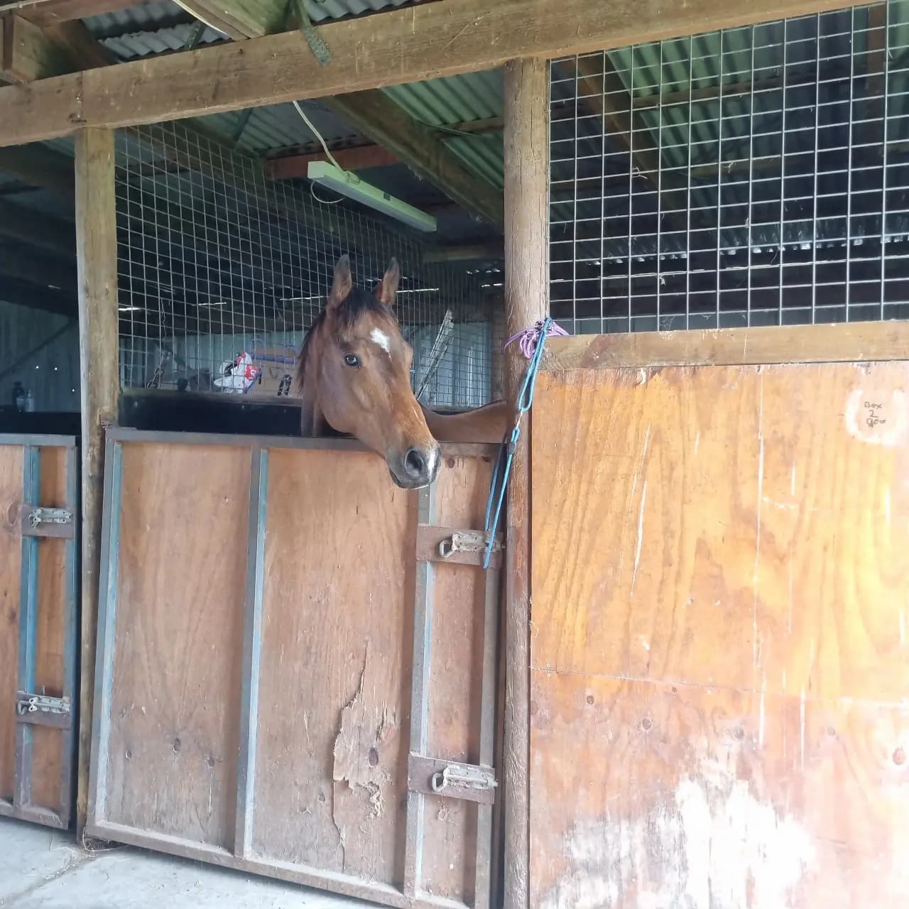 Thumbnail 2 of Holistic Horse Wellness