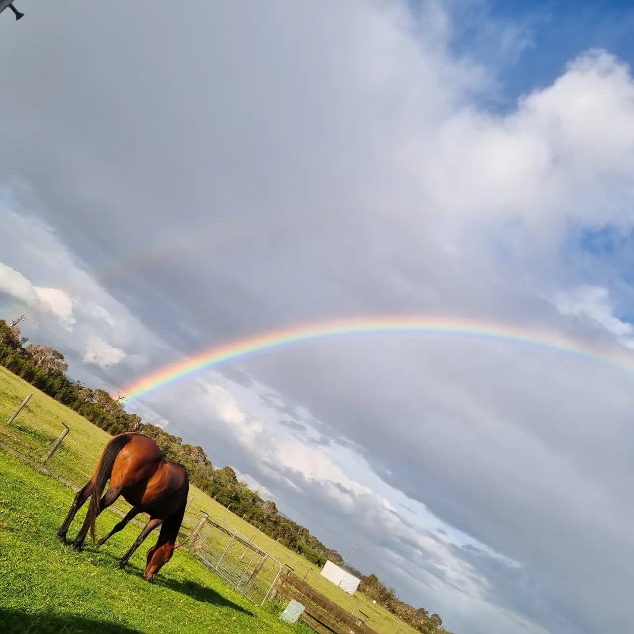 Thumbnail 4 of Holistic Horse Wellness