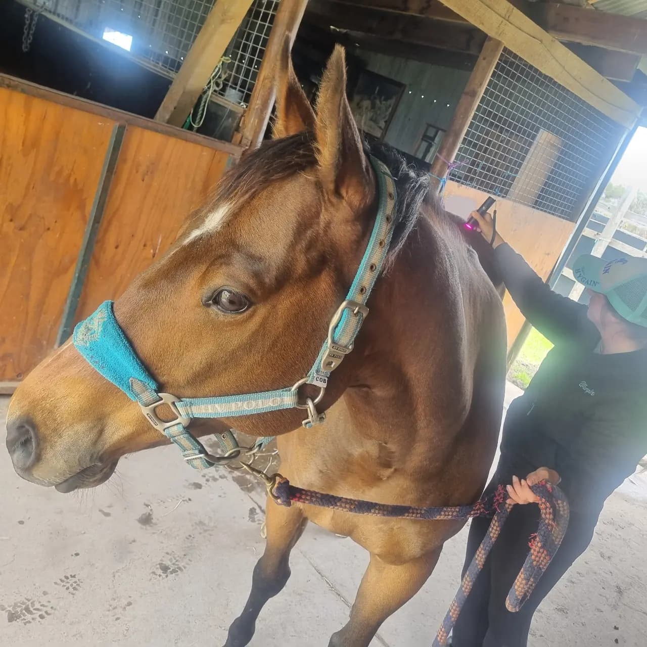 Thumbnail 6 of Holistic Horse Wellness