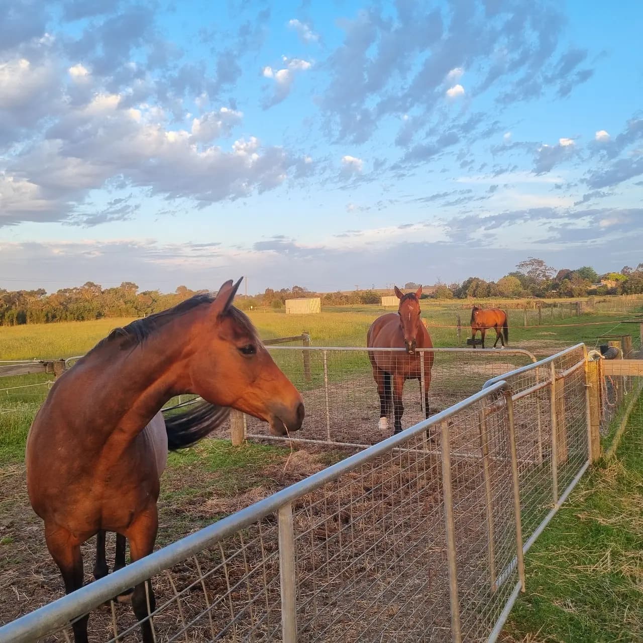 Thumbnail 3 of Holistic Horse Wellness