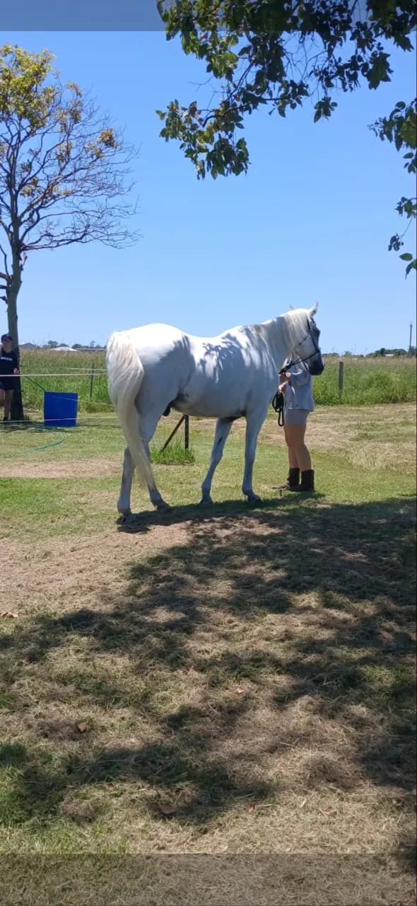 Thumbnail 5 of Professional Equine Agistment $60