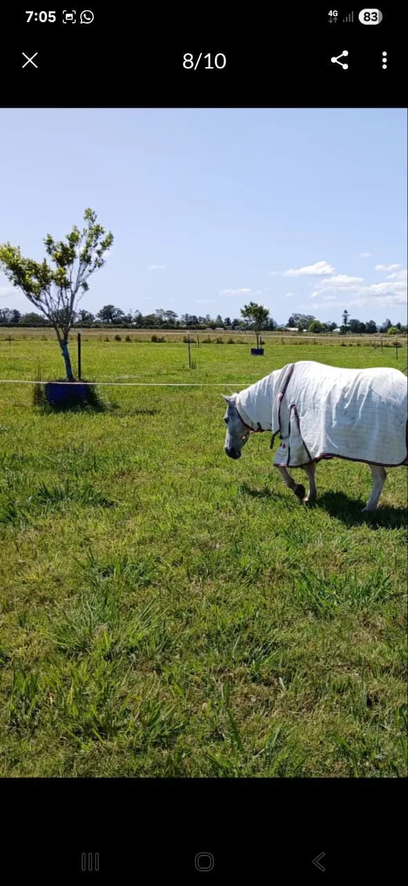 Thumbnail 4 of Professional Equine Agistment $60