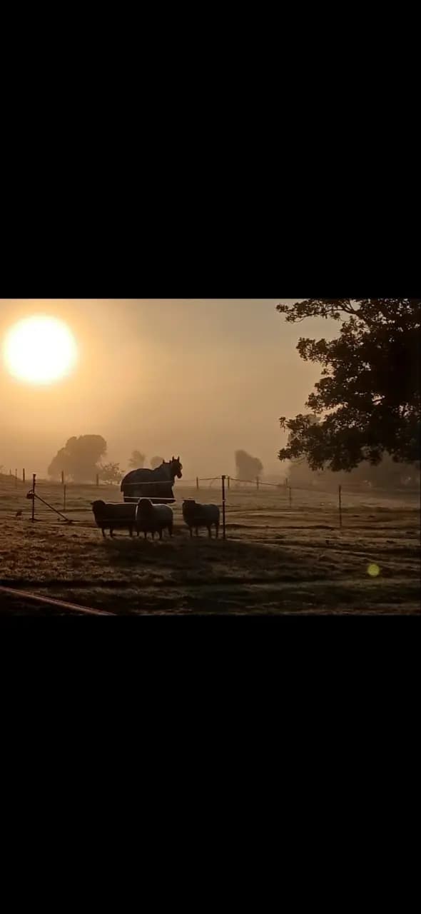 Photo of Professional Equine Agistment $60