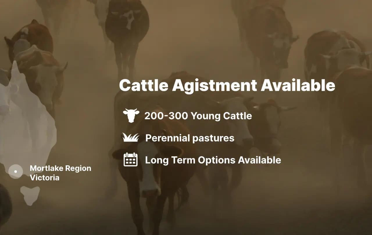 Photo of Cattle Agistment Available 200-300 Head!