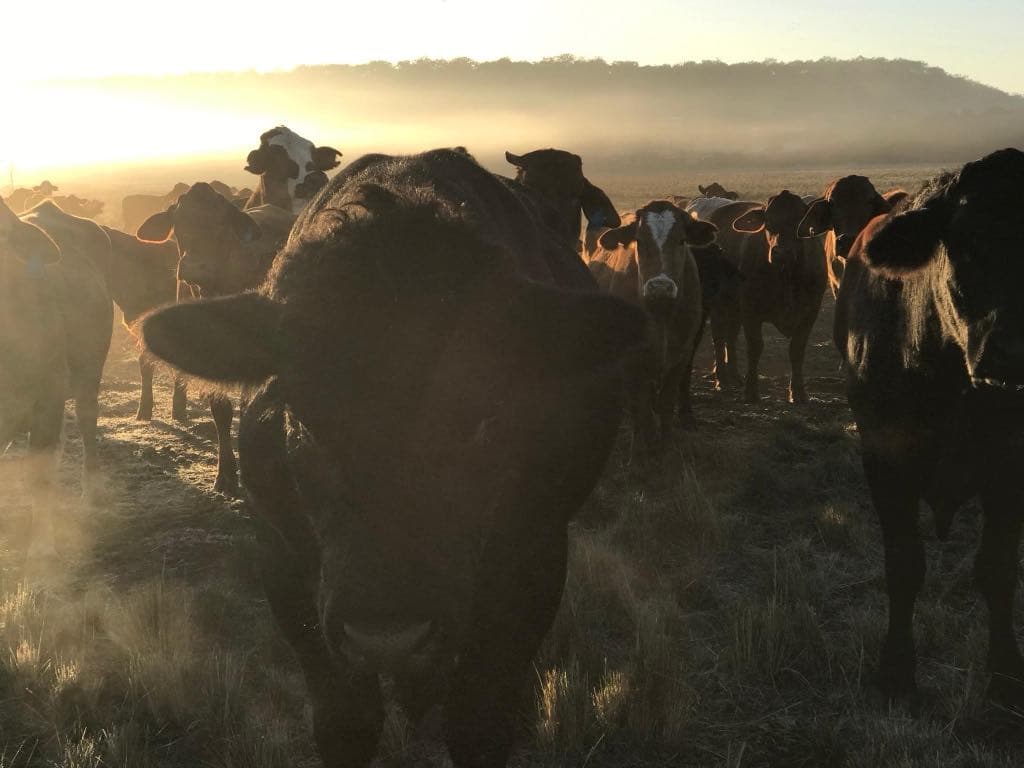 Photo of NSW/QLD border Stanthorpe Cattle Farm