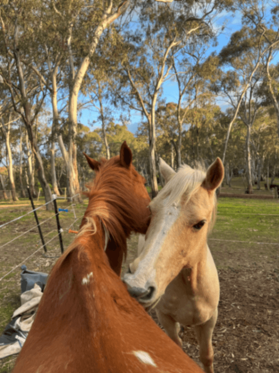 Photo of Pony agistment