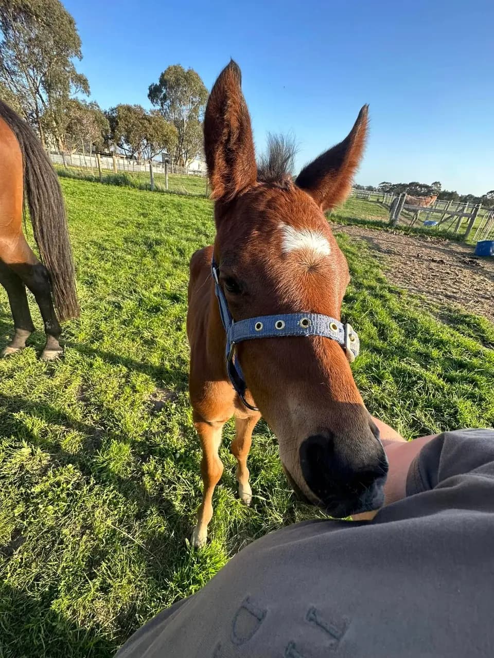 Thumbnail 2 of Fire safe paddocks open