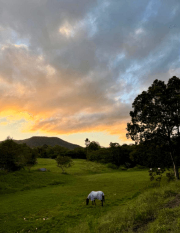 Photo of Brisbane - Full Care Horse Agistment