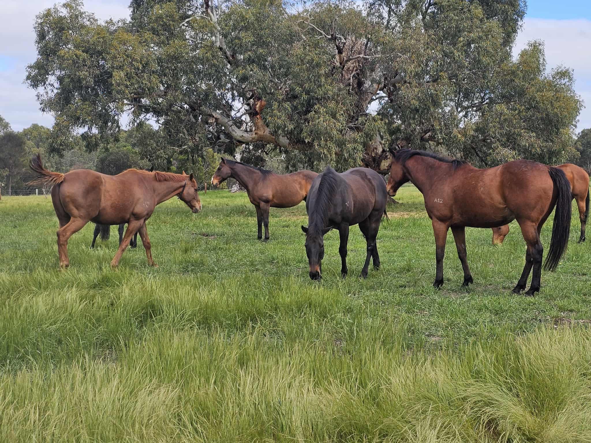 Thumbnail 3 of Yamba Farm