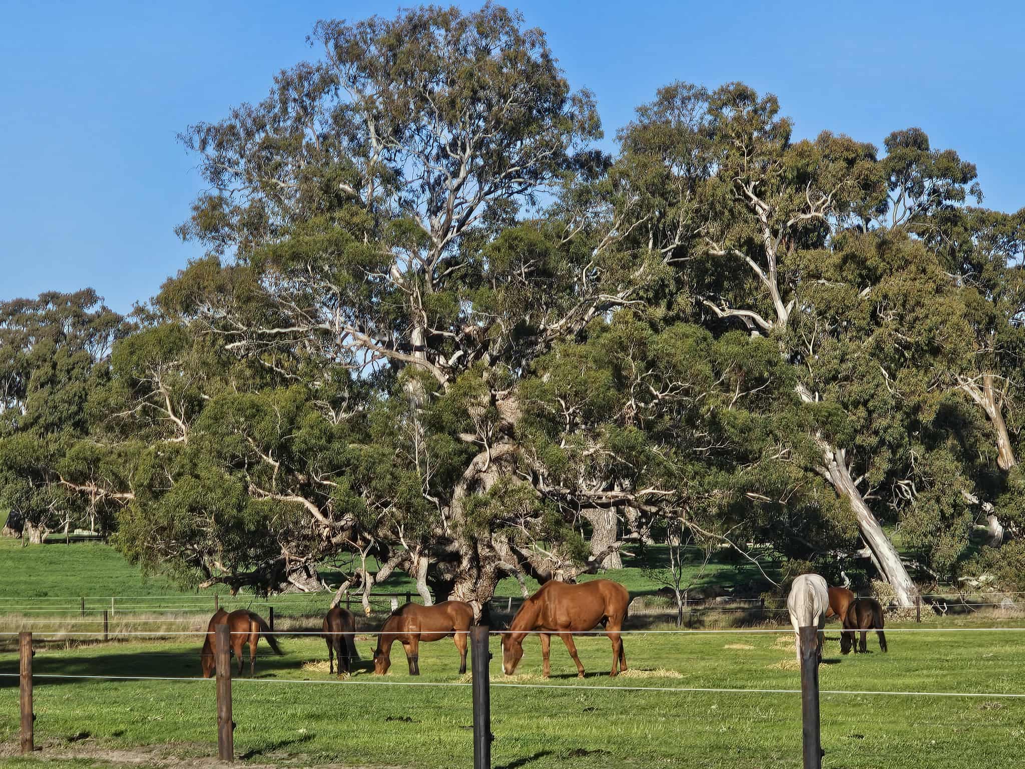 Thumbnail 2 of Yamba Farm