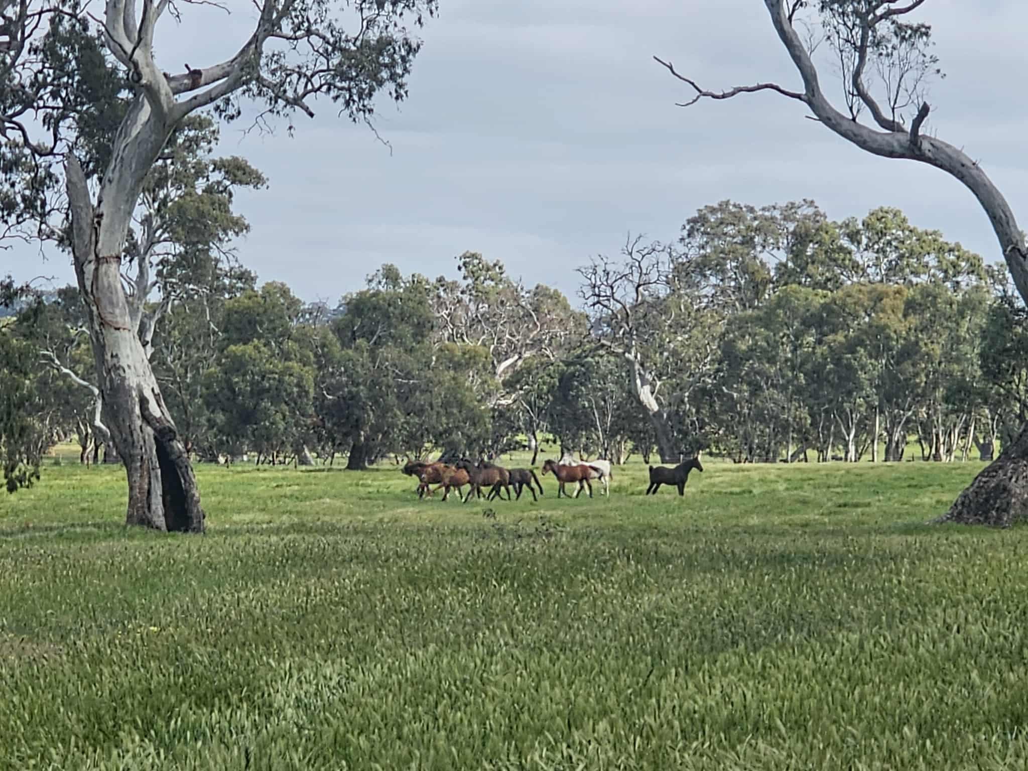 Thumbnail 4 of Yamba Farm