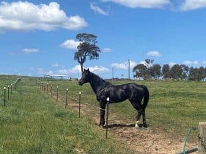Thumbnail 2 of Ruby Hill Equine Centre