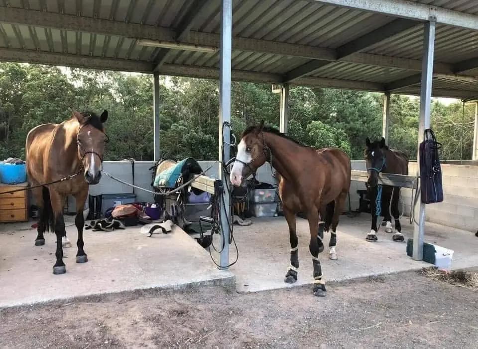 Thumbnail 2 of Wildwood Equestrian
