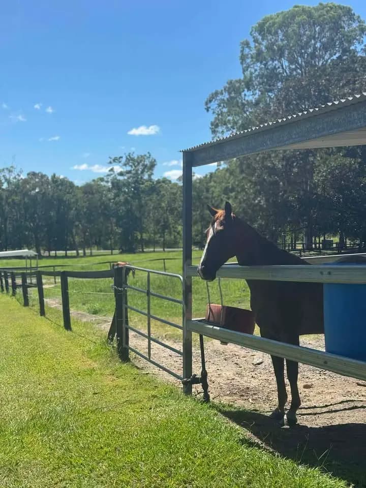 Photo of Horse Agistment & Exercising