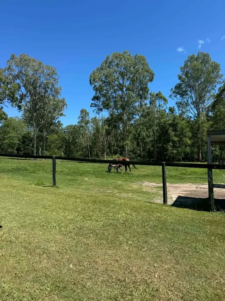 Thumbnail 2 of Horse Agistment & Exercising