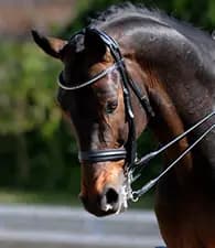 Photo of Pine Lodge Equestrian Park