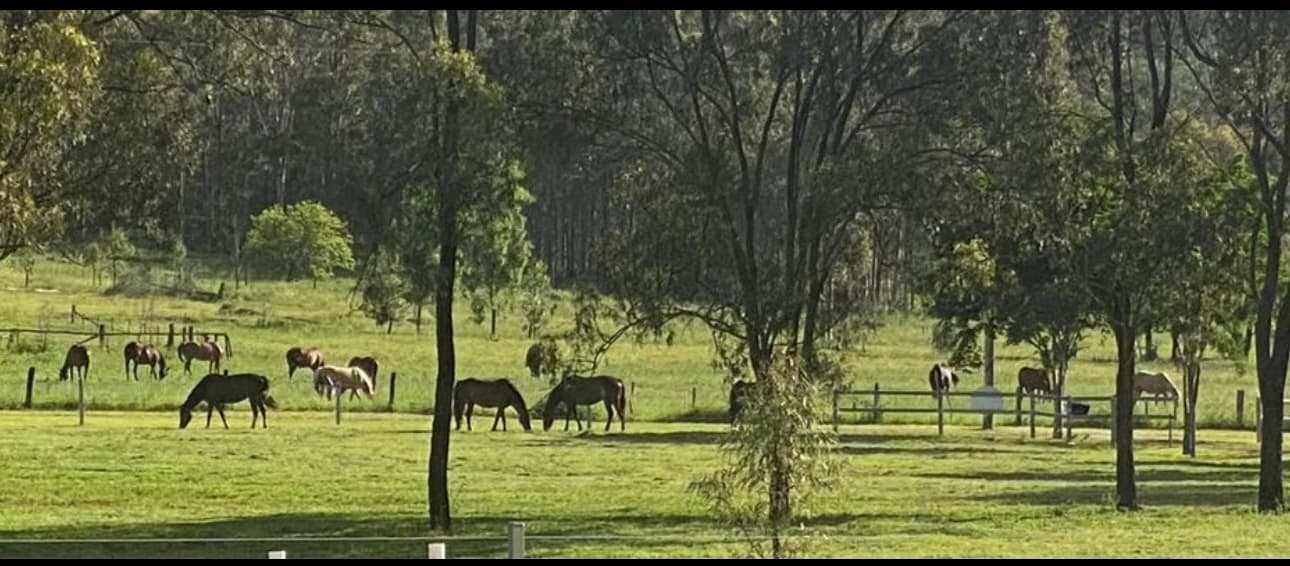 Thumbnail 2 of ASK Quarter Horses Agistment