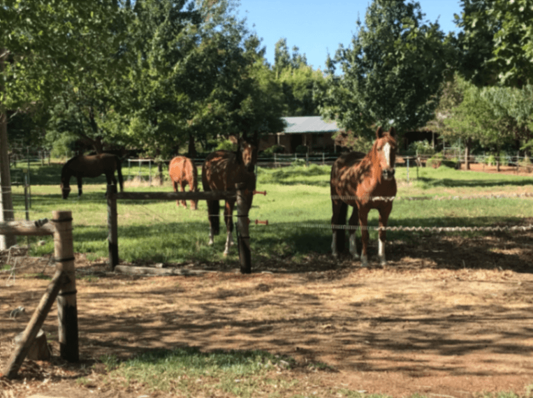 Thumbnail 5 of MJ & Co Horse Agistment