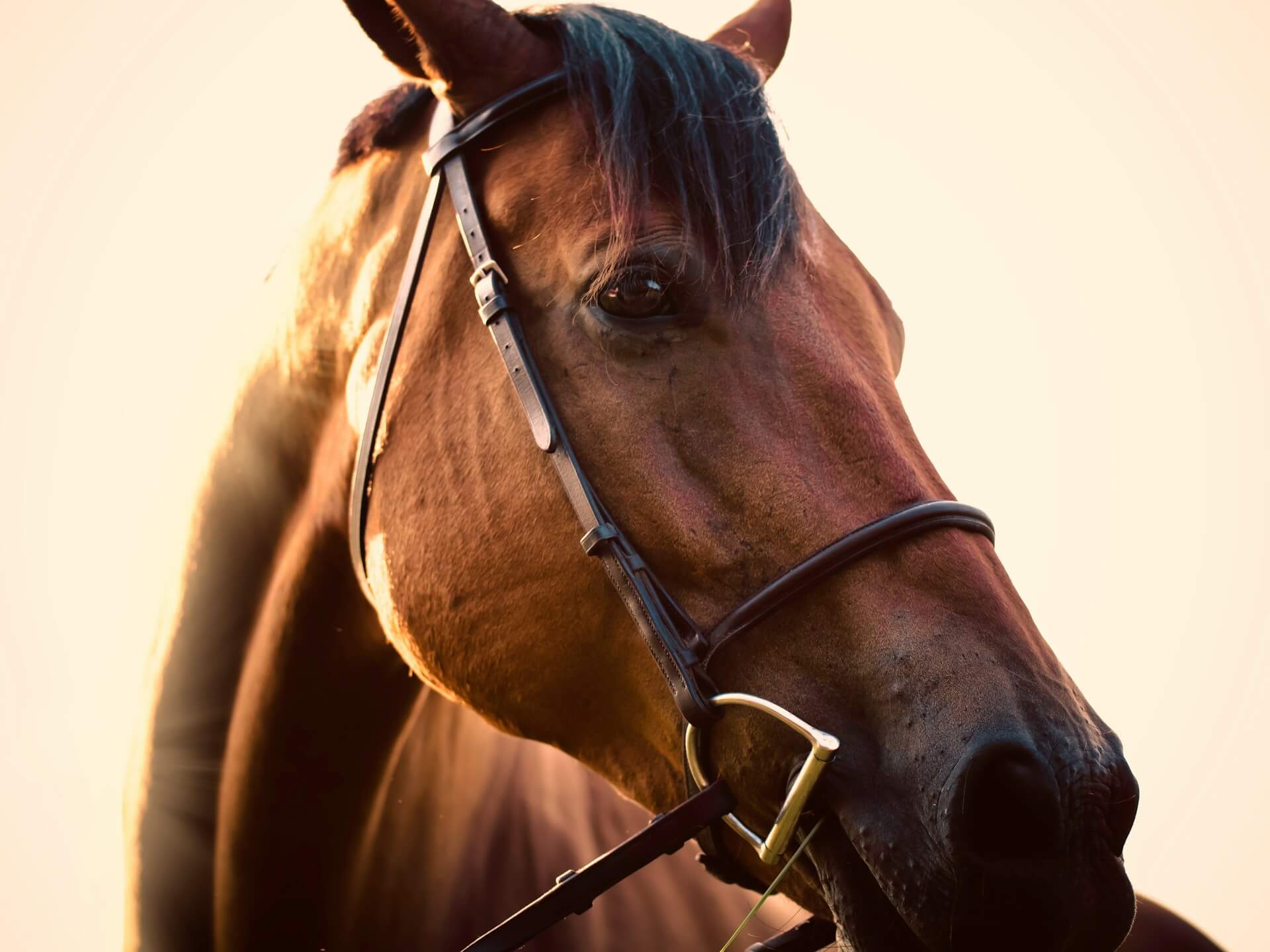 How Much Does Horse Cost in Australia: Complete Price Guide