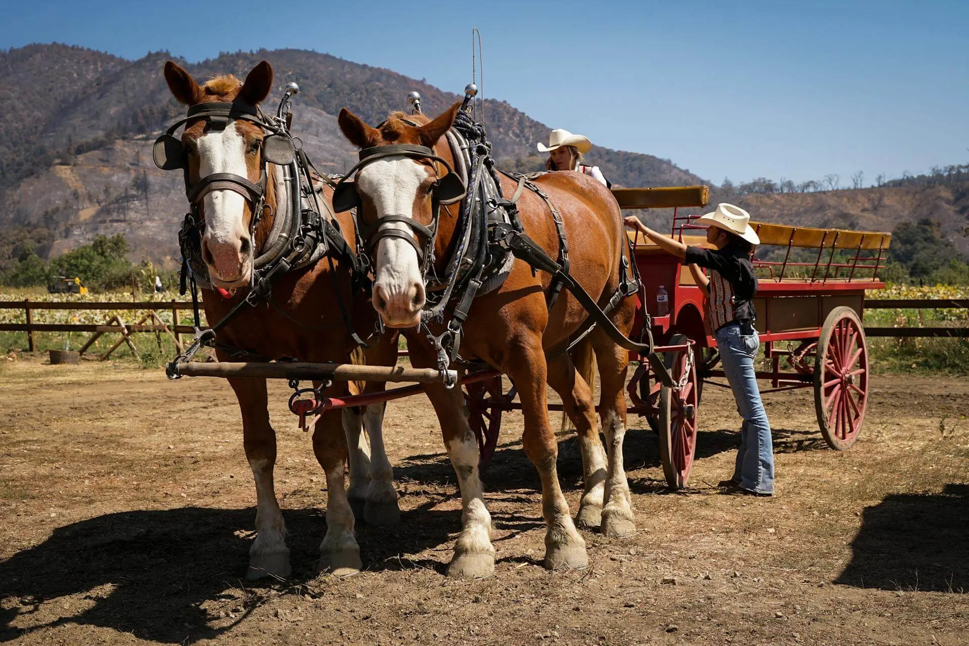 Rural Clydesdale Horses Rural Clydesdale Horses